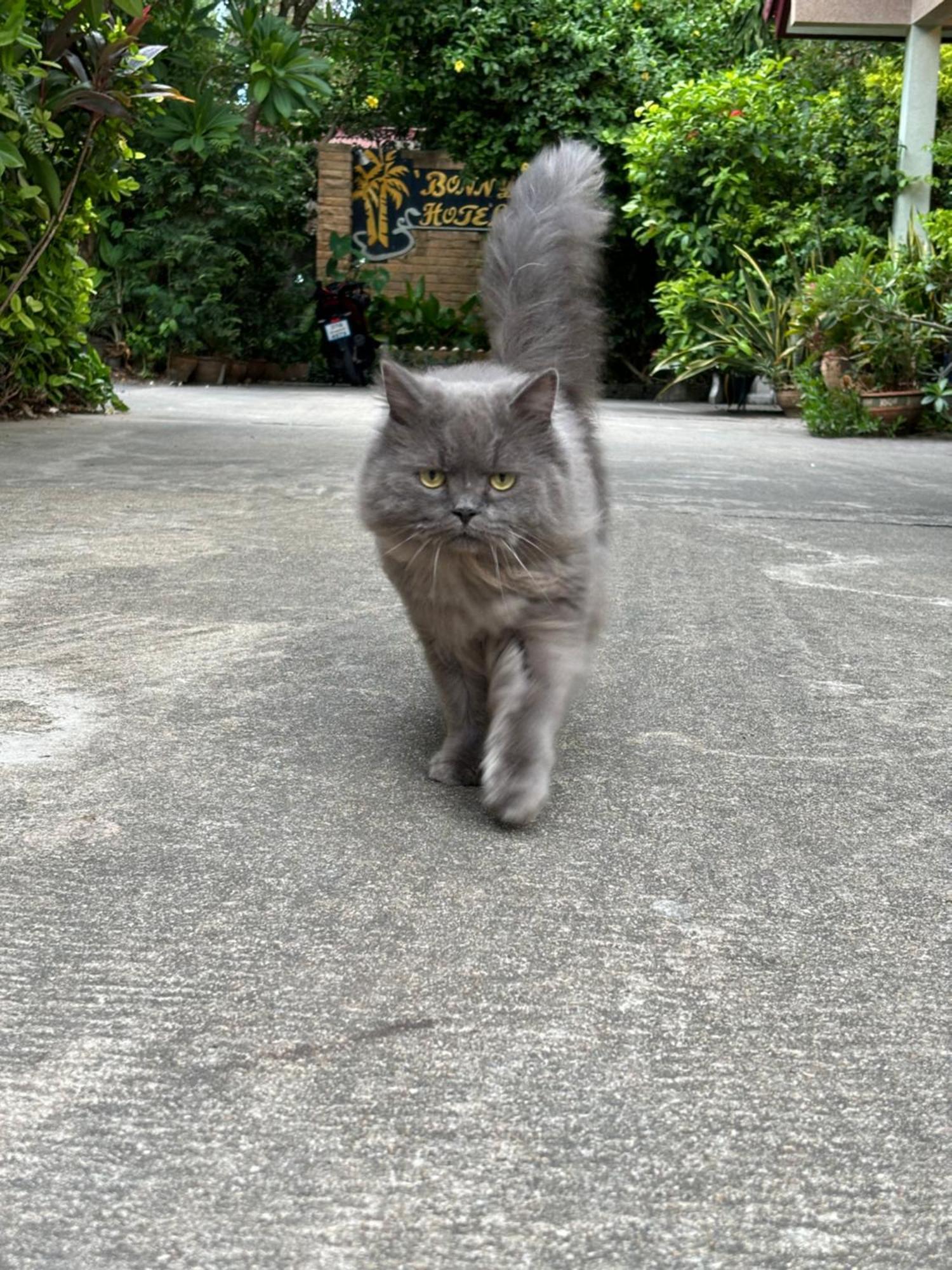 บอนนี่ 2*